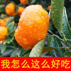 新品速遞 新鮮水果批發指南