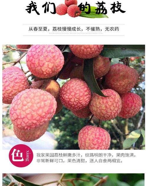 荔枝新鮮上市 應季孕媽首選，果園直供非妃子笑，廣東現摘批發包郵攻略